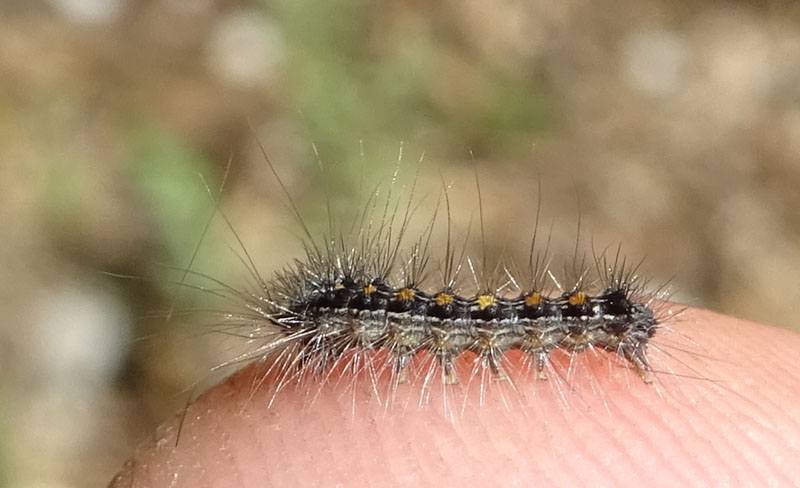 larva di Lymantria dispar